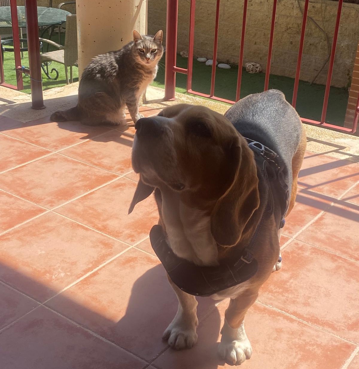 Veterinario atendiendo a una mascota durante una visita a domicilio