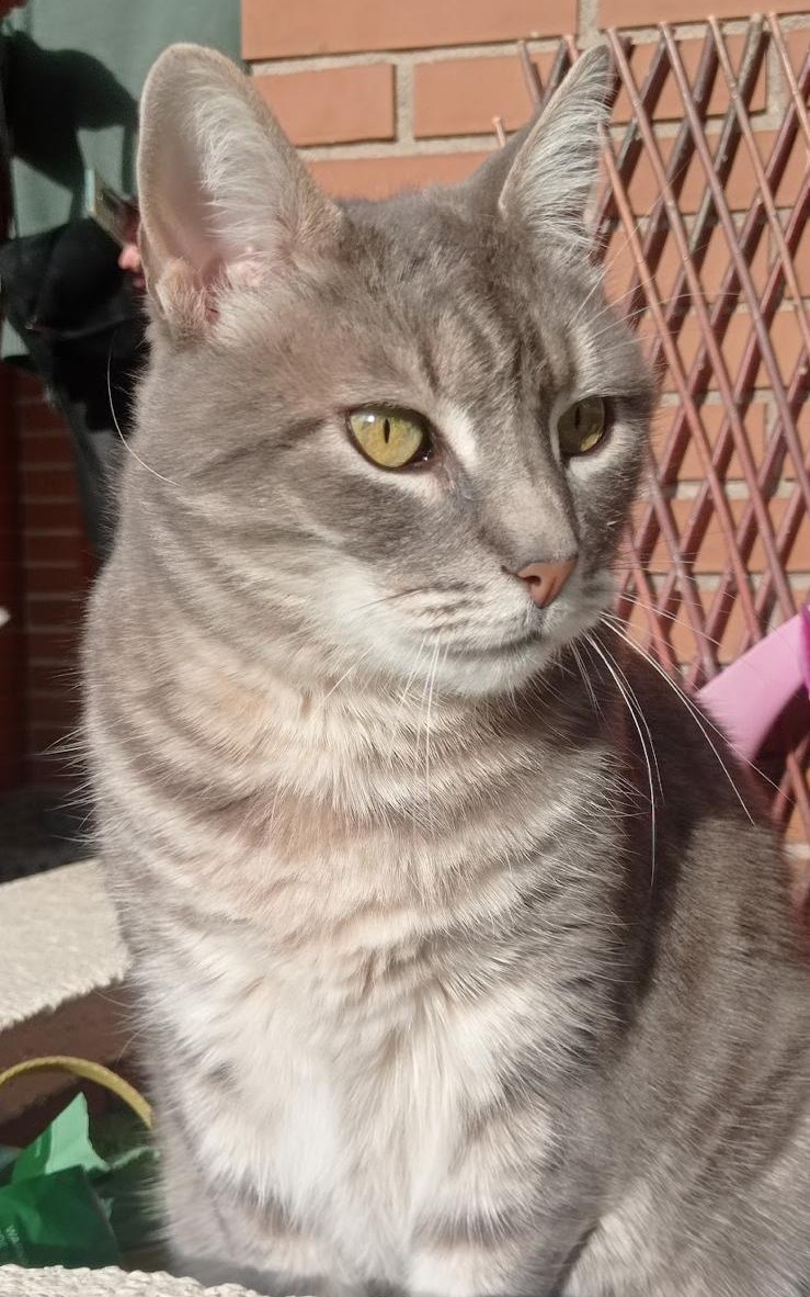 Gato descansando al sol en un jardín