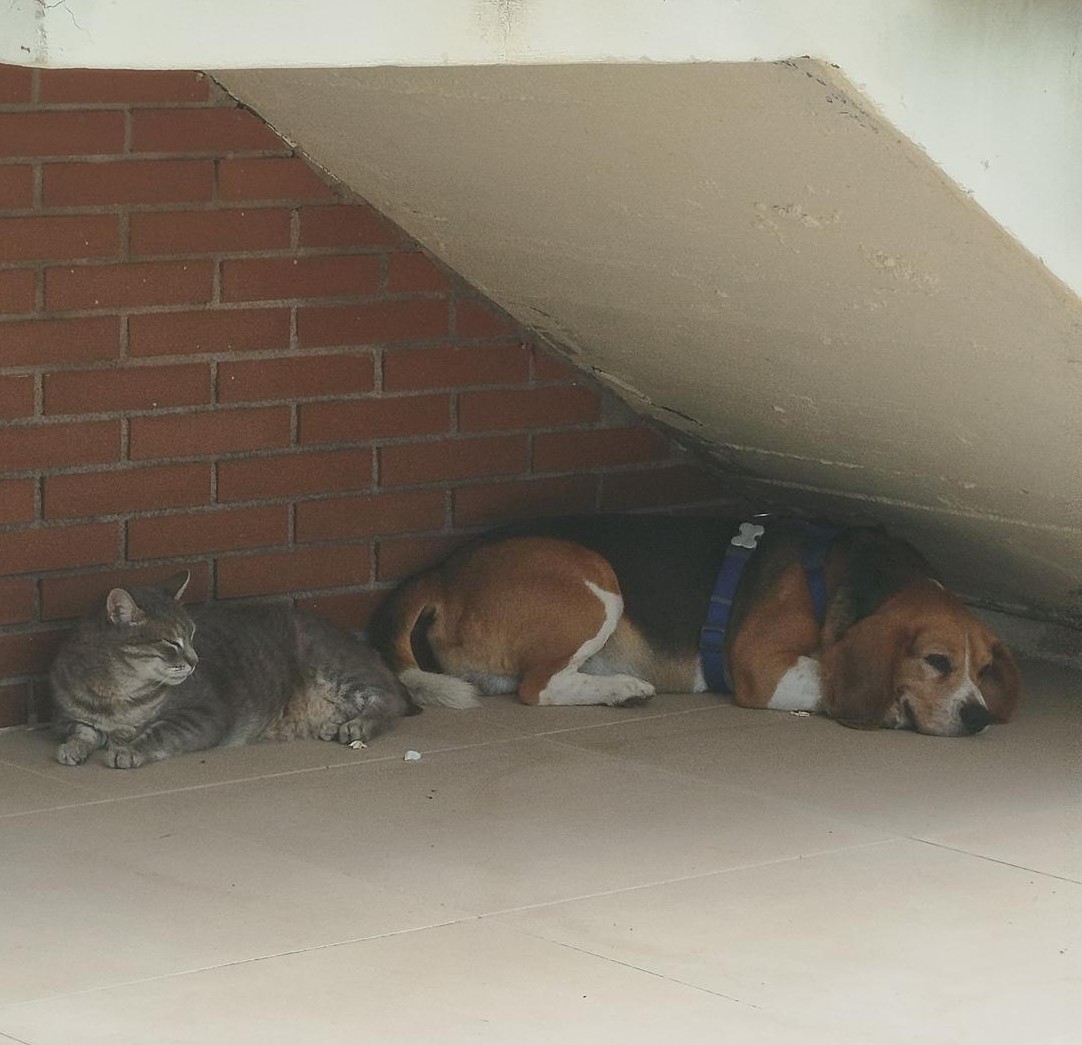 Perro y gato juntos en un patio