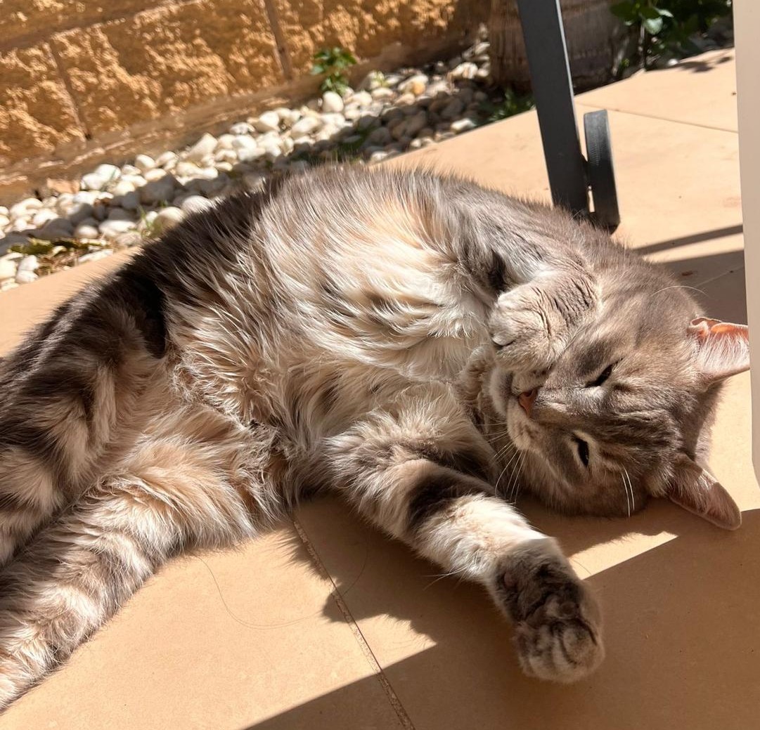 Gato en su hogar durante una revisión veterinaria